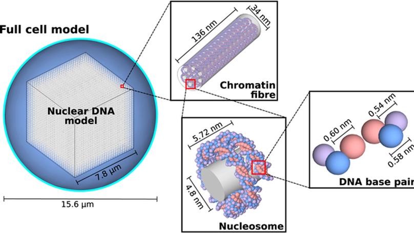 A study of indirect action's impact on simulated neutron-induced DNA damage
